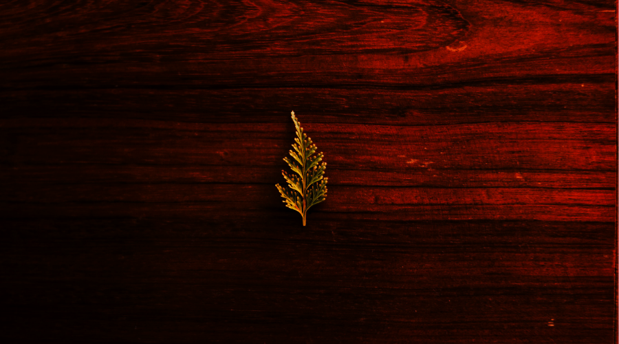 オリーブの板に乗る一枚の葉