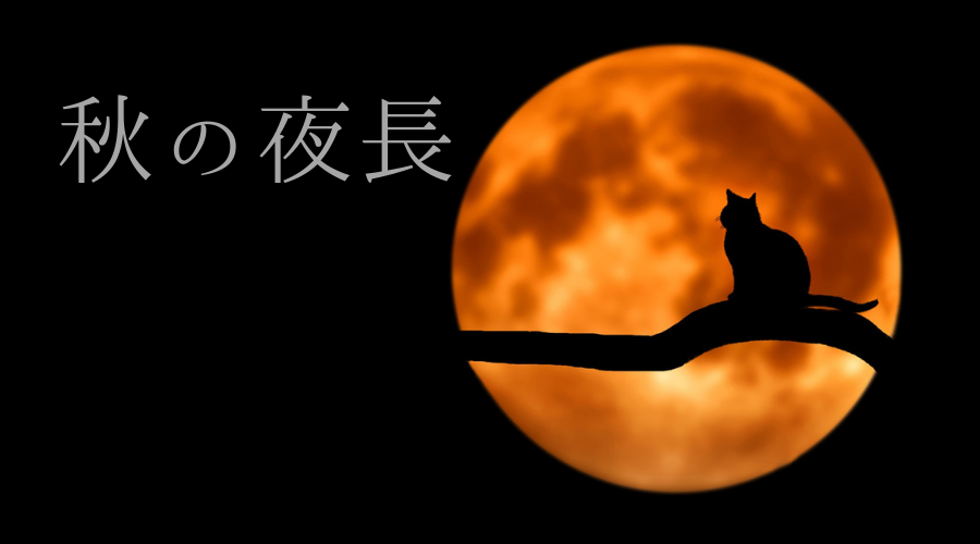月と猫の影